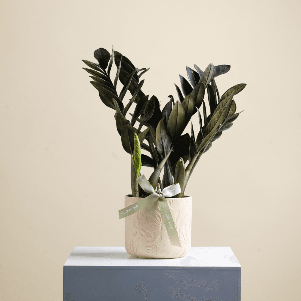 Zamia plant - dark