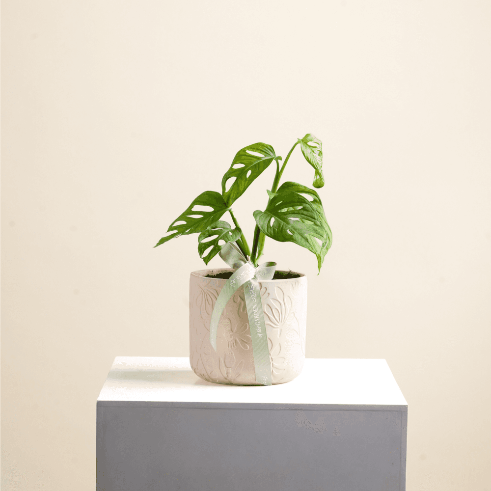 Monkey plant