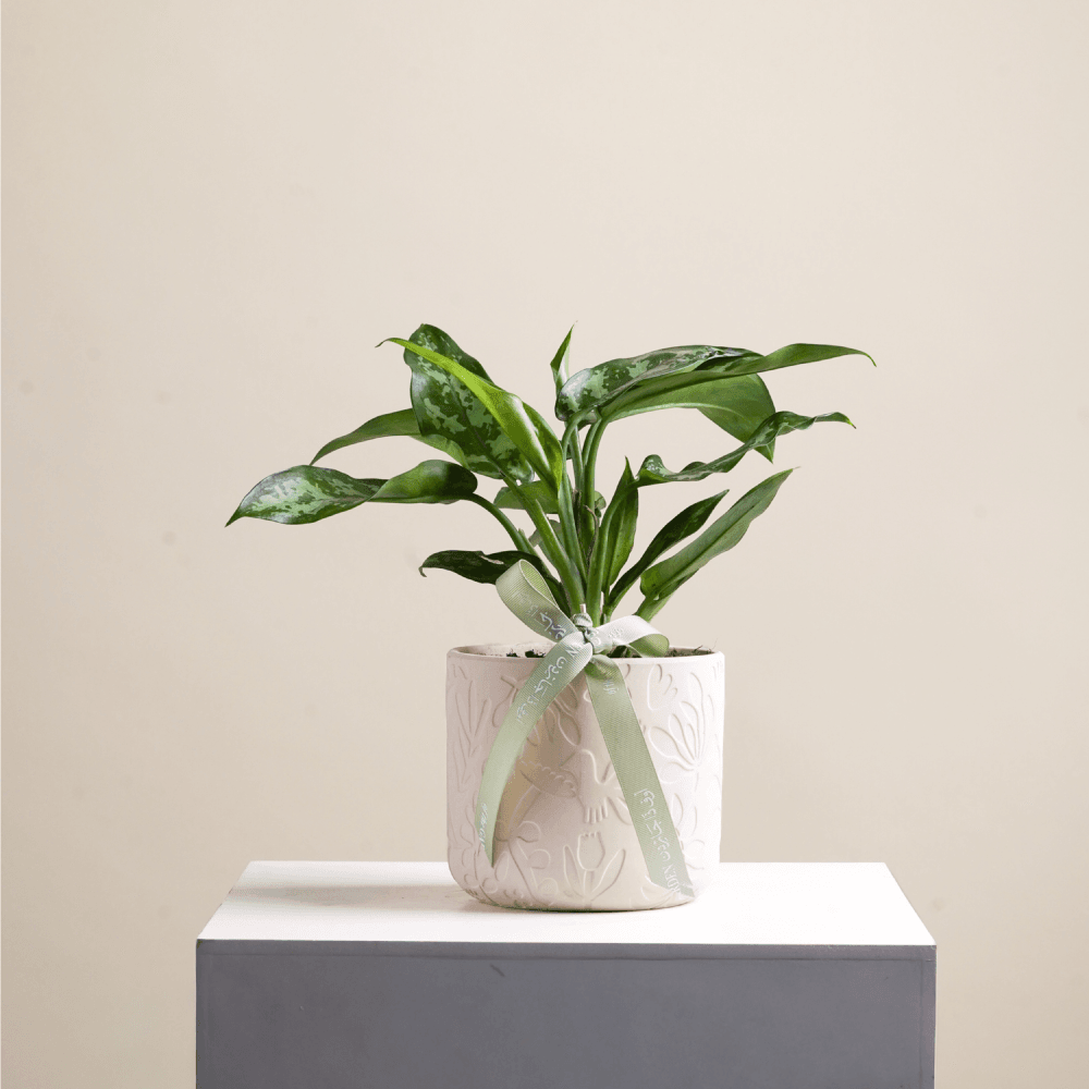 Plant Nbta Ajlwnyma